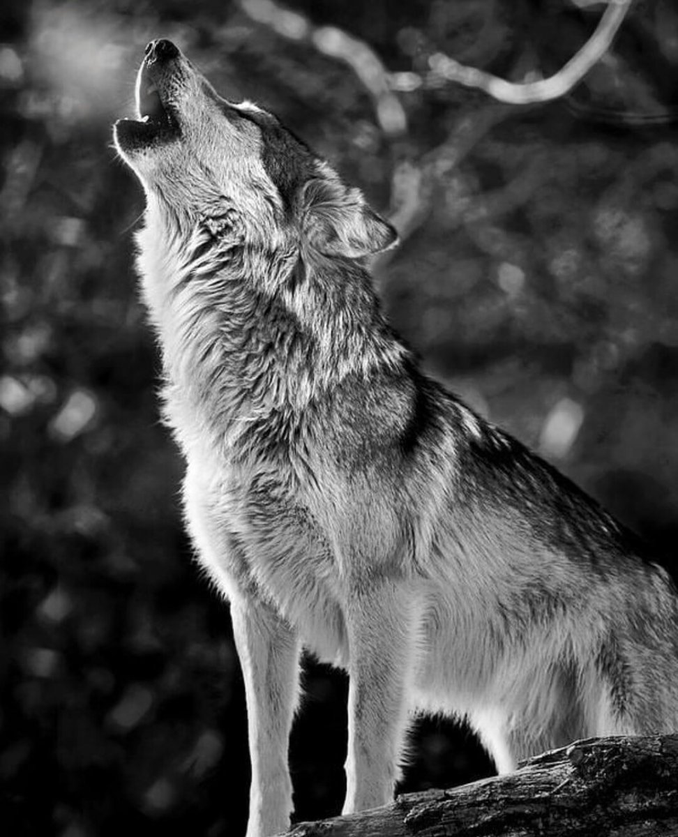 Гордый волк