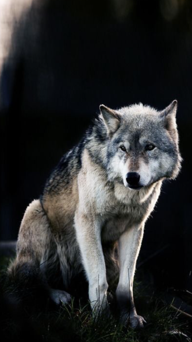 Волк одиночка