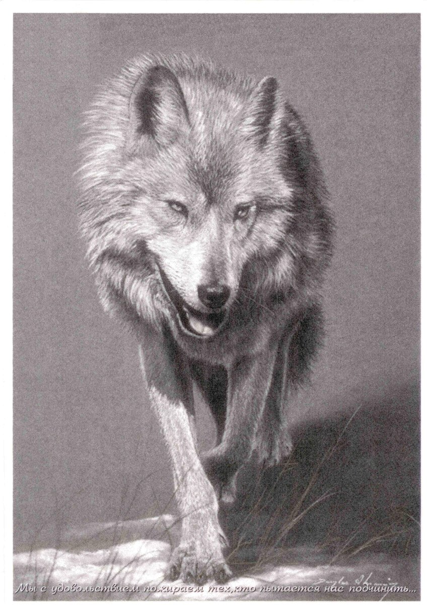 Волк одиночка цитаты