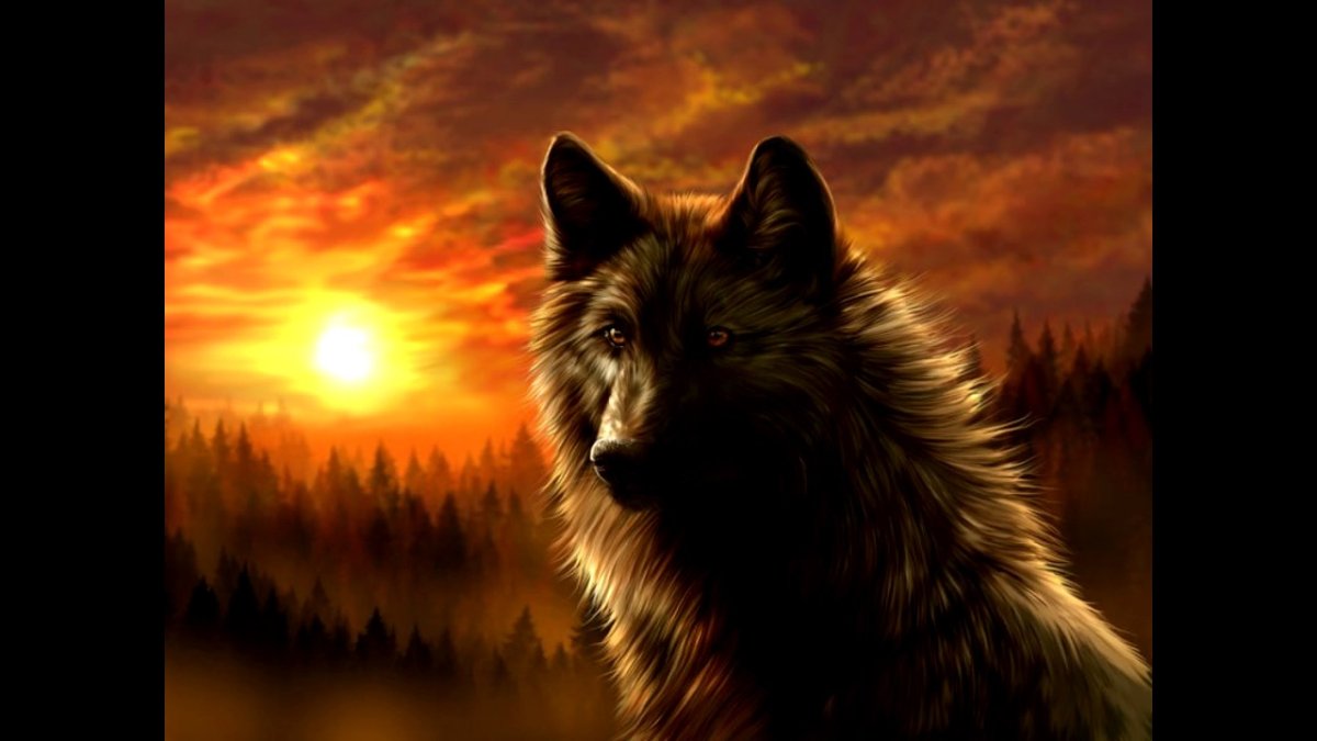 Волк на рассвете