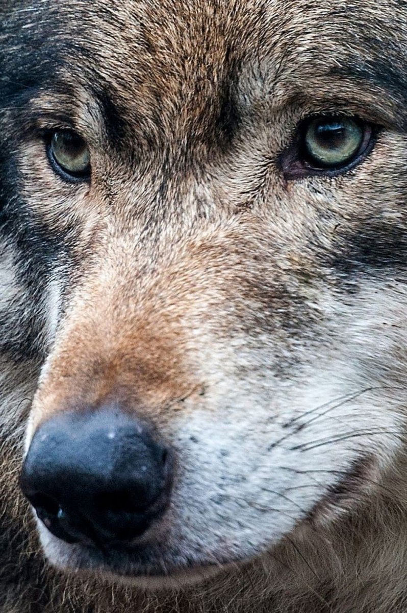 Мудрость Волков