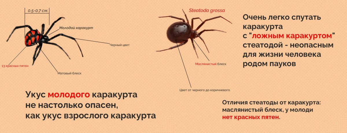 Паукообразные в Казахстане