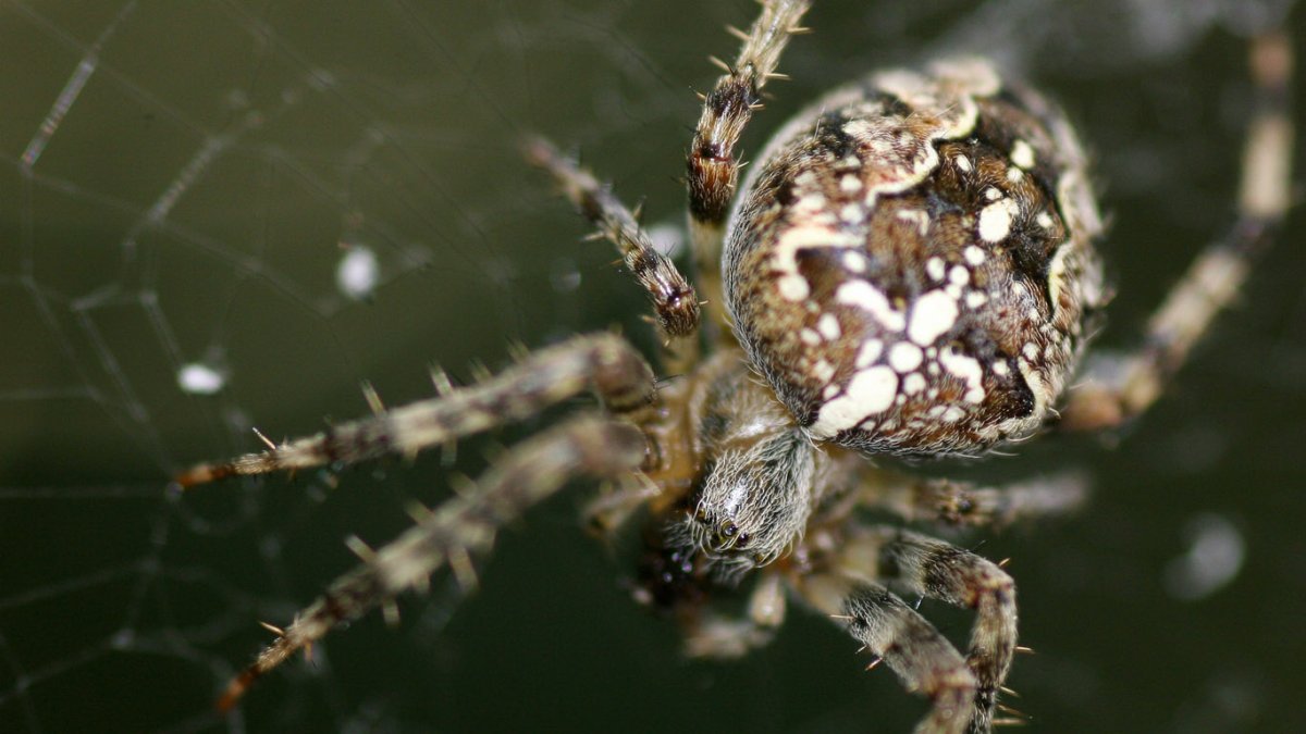 Паук крестовик каракурт