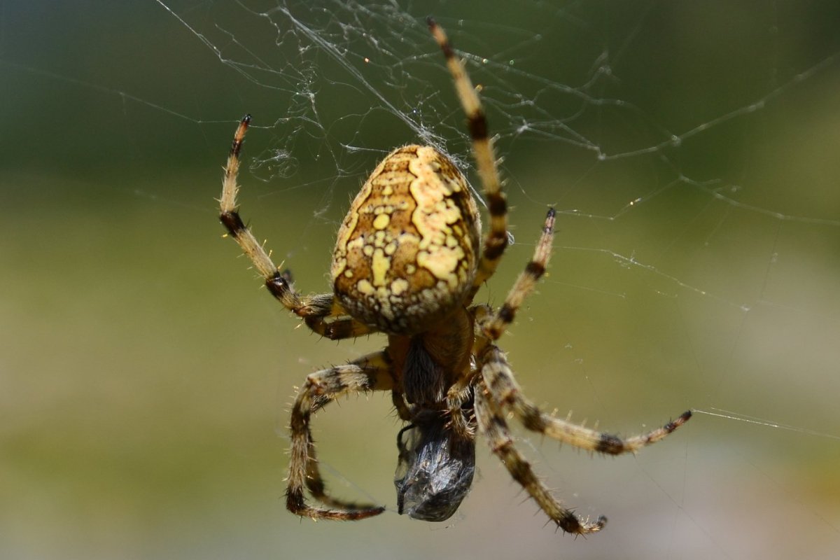 Крымский паук крестовик
