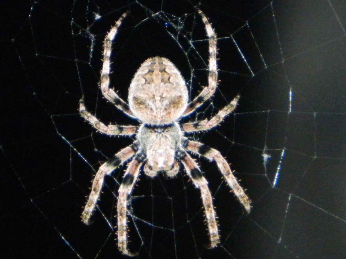 Паук крестовик Каракурт белый