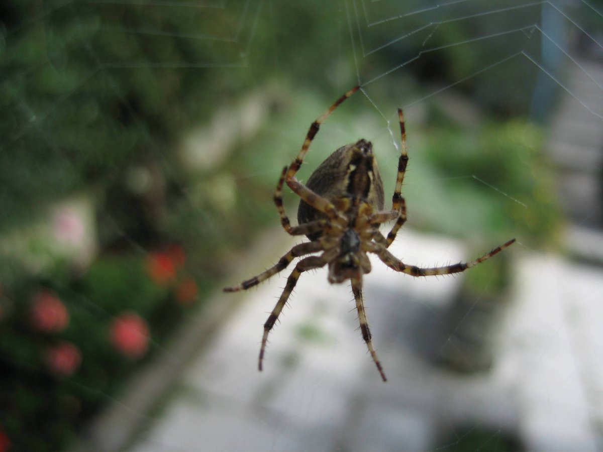 Крестовик Сибирский паук Сибирский