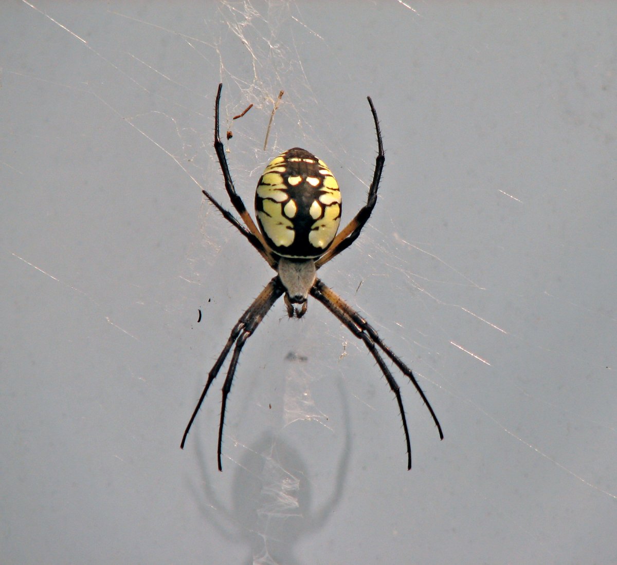 Argiope aurantia паук