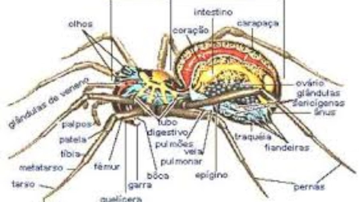 Строение Арахнид