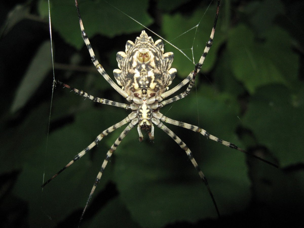 Агриопа дольчатая паук патиссон