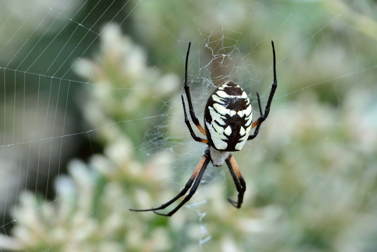 Паук белый Каракурт