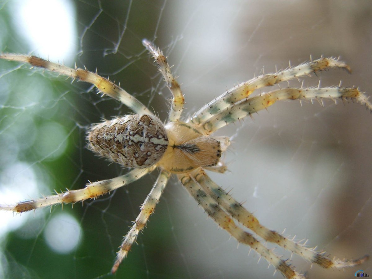 Паук Агриппина паучата