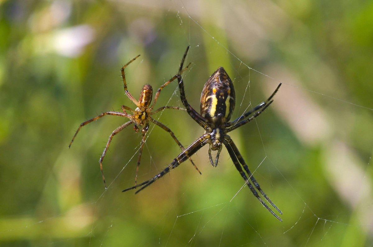 Индийский ядовитый паук
