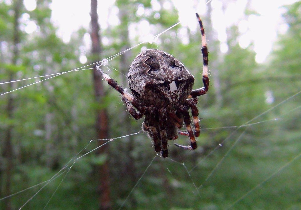 Ядовитые пауки Пензенской области