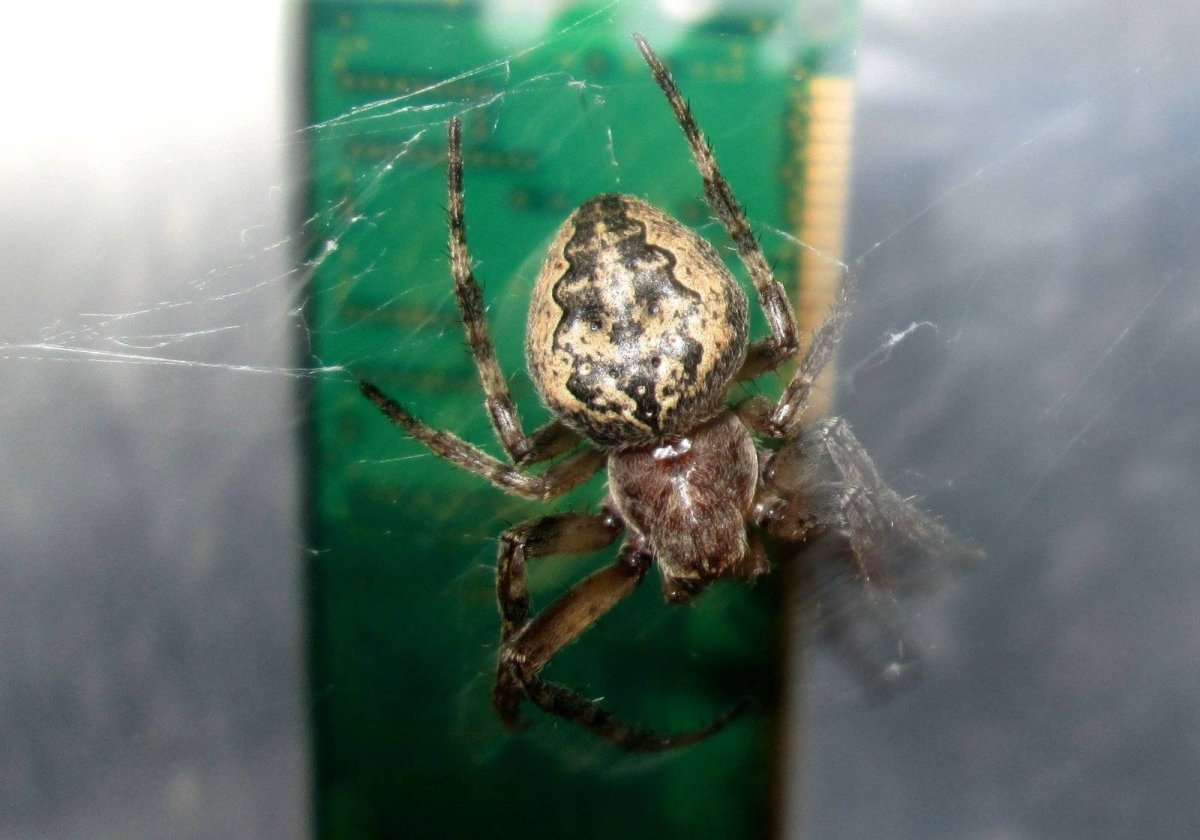 Астраханский паук Каракурт