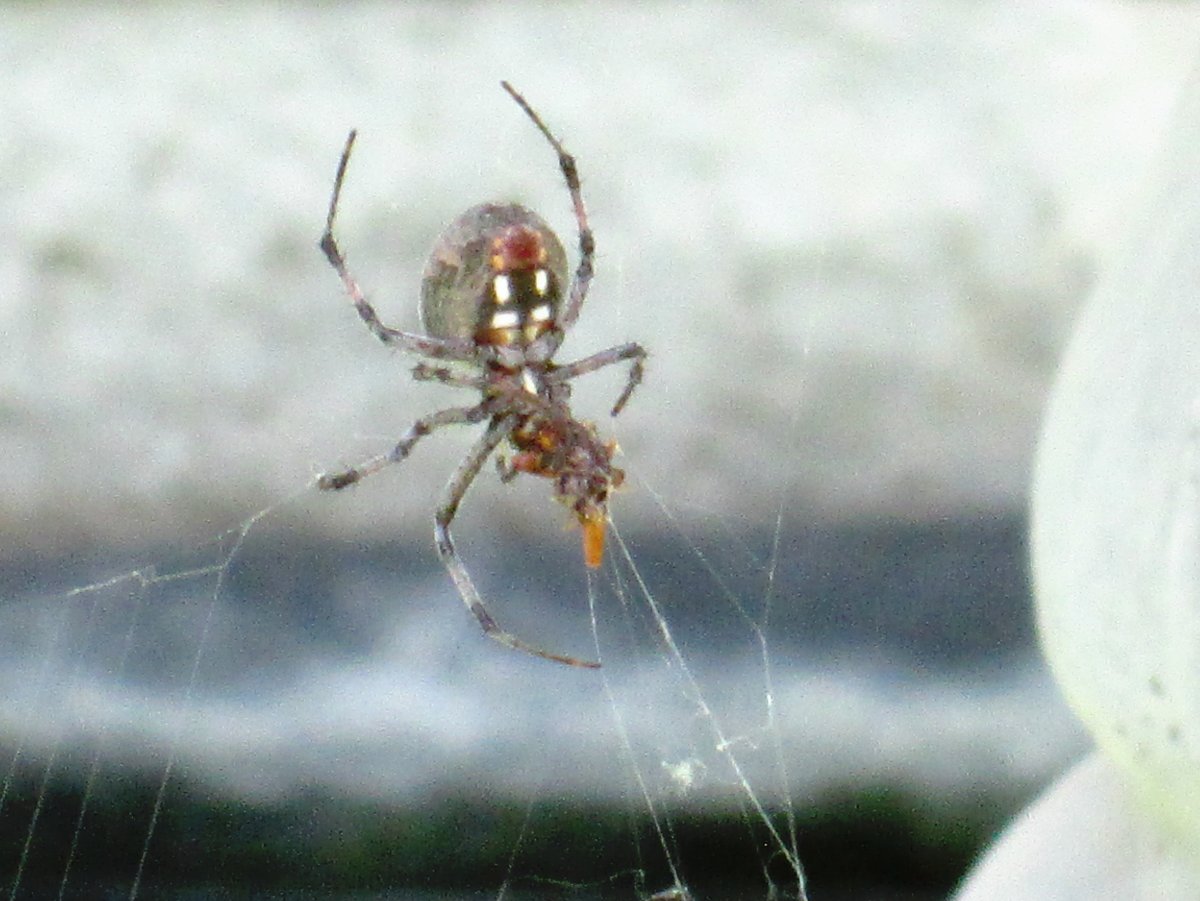 Белый крестовик паук альбинос