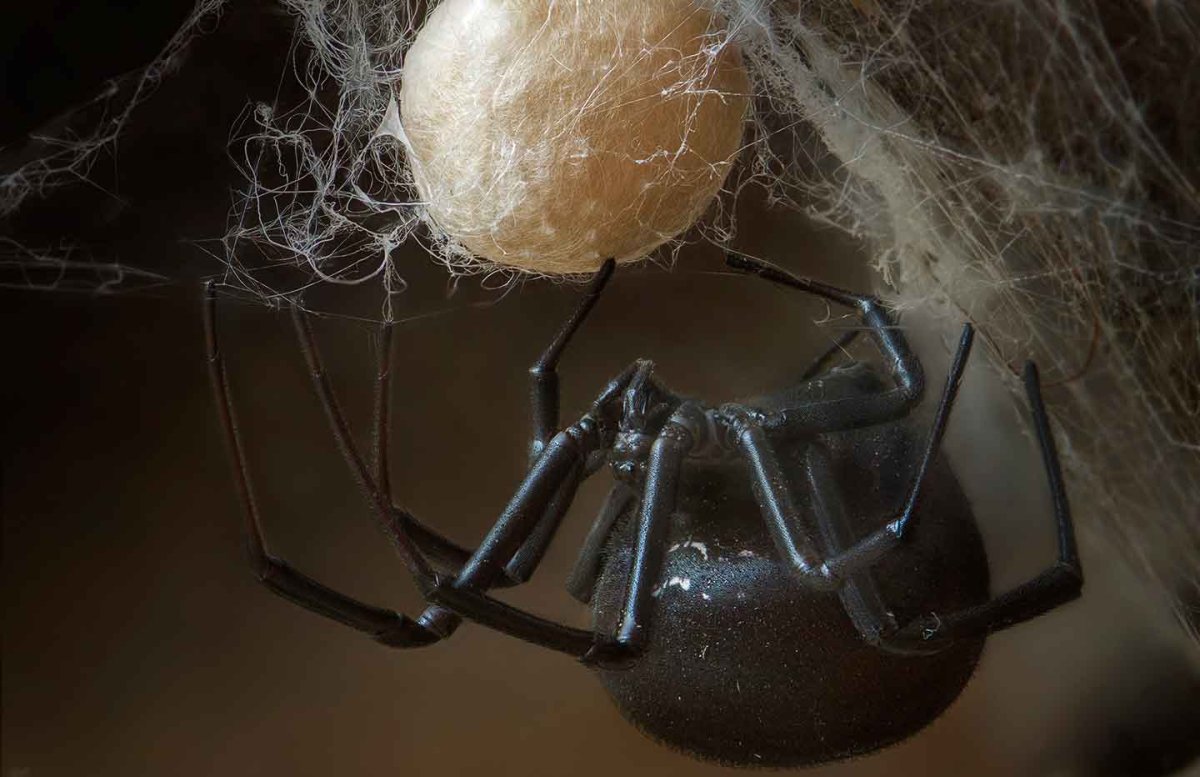 Каракурт чёрная вдова кокон