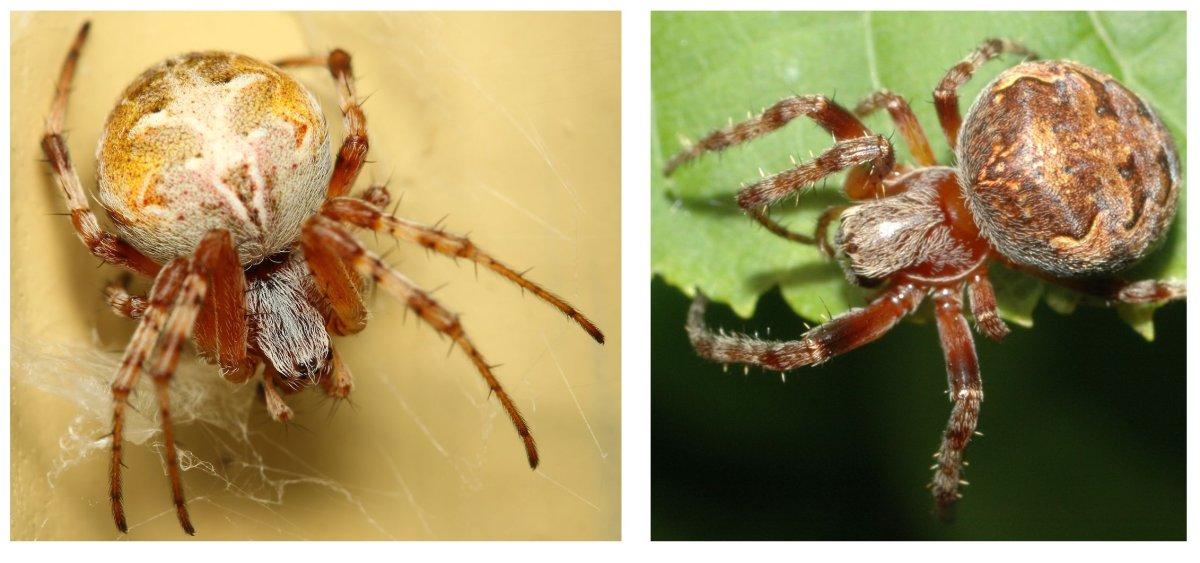 Пауки Кировской области