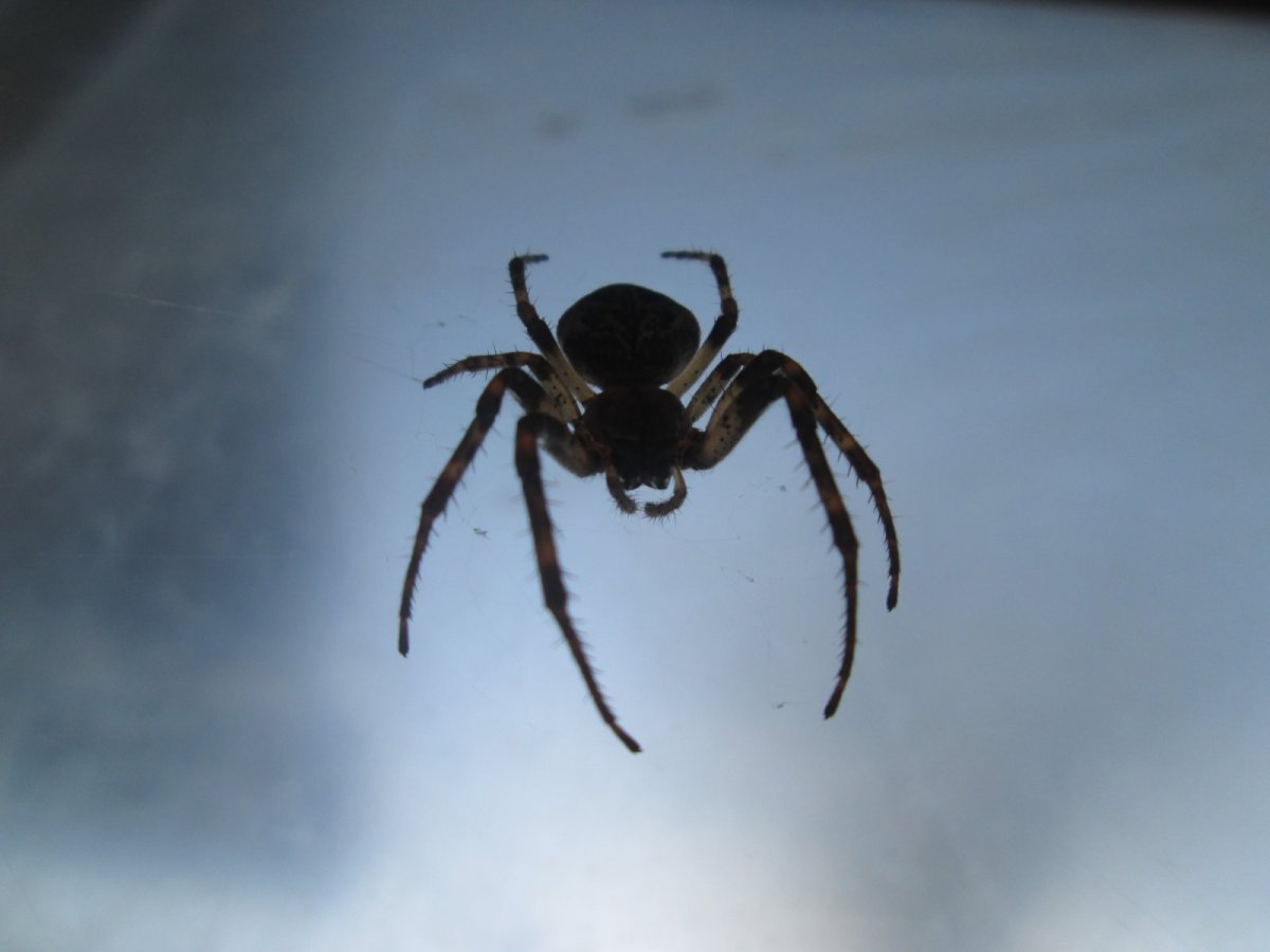 Паук Larinioides ixobolus Тарантул