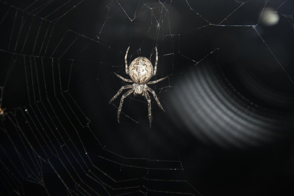 Паук крестовик Каракурт белый