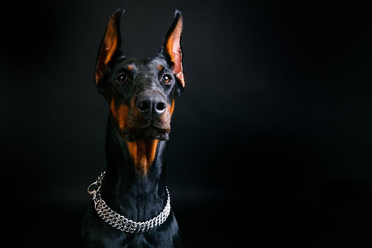 Доберман с купированными ушами