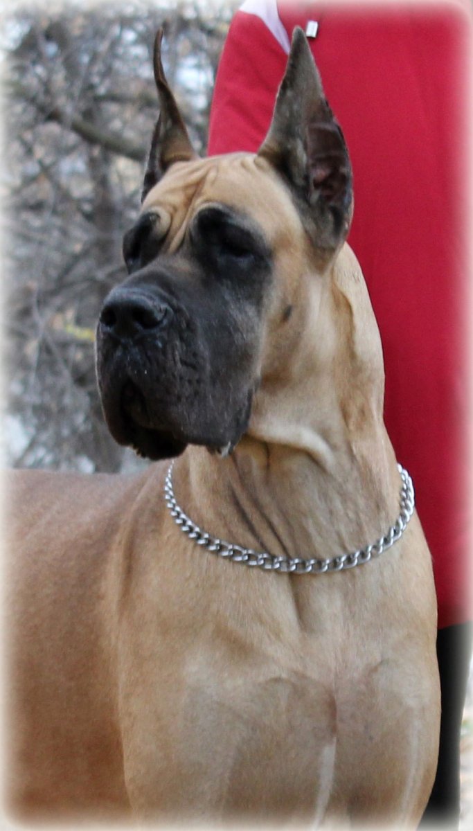 Дог Королевский палевый