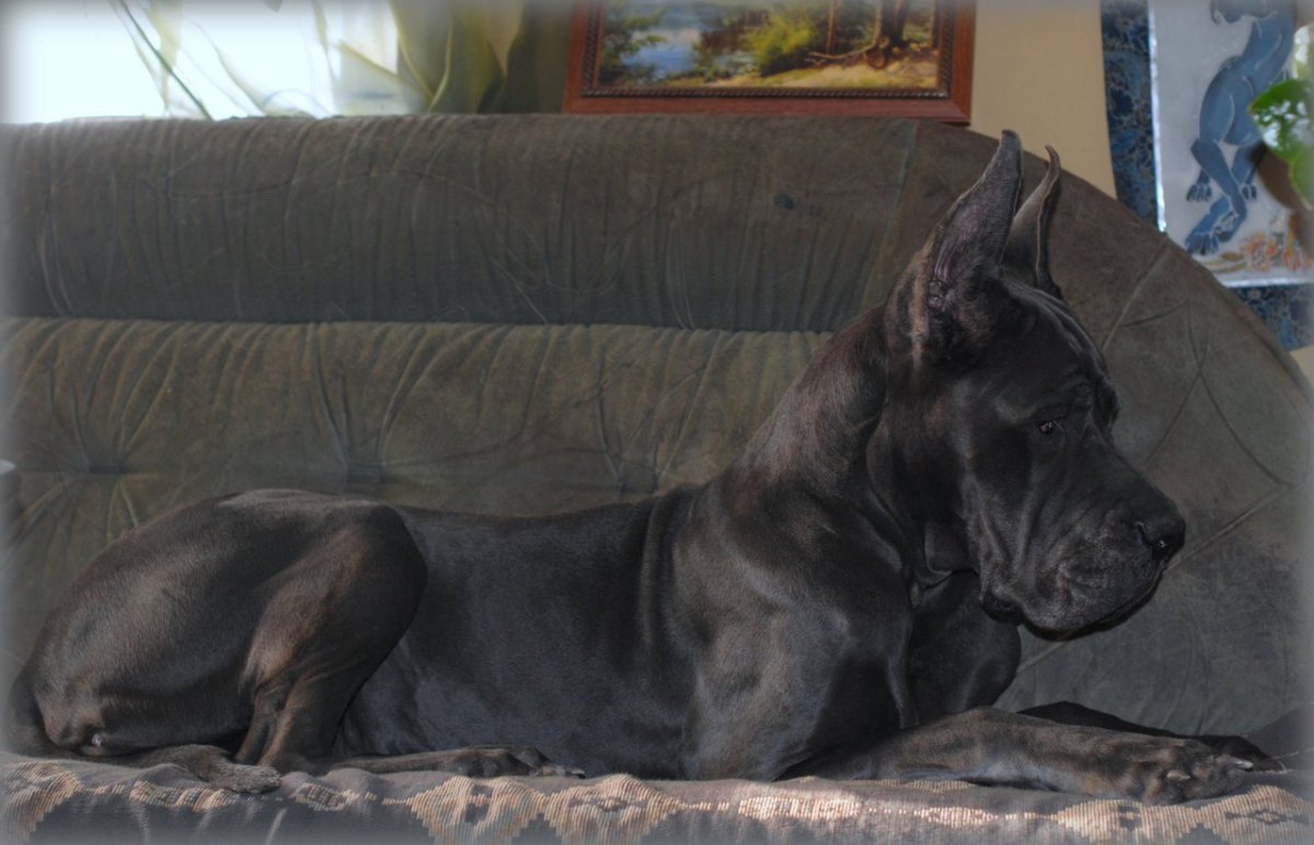 Немецкий дог купированные уши