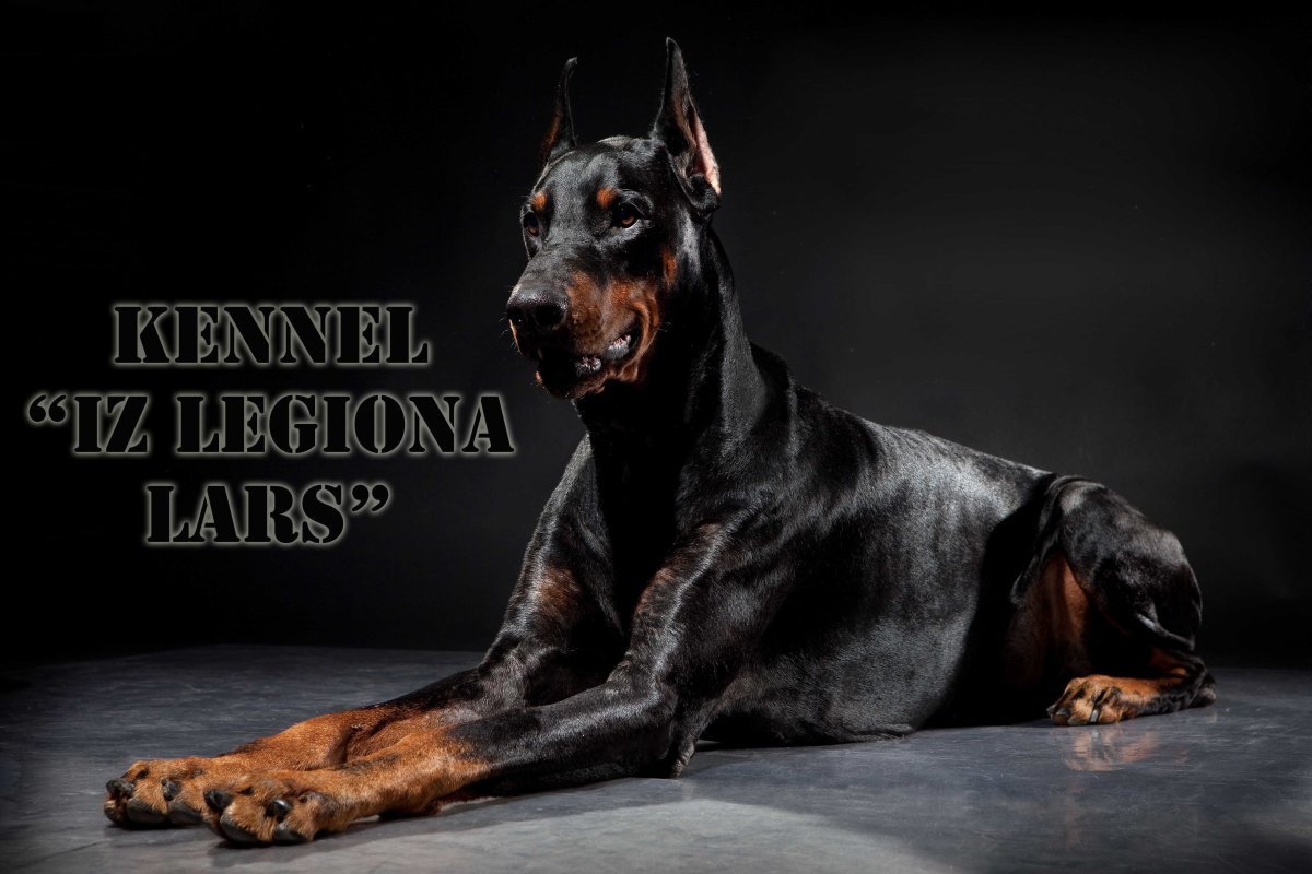 Доберман бойцовская
