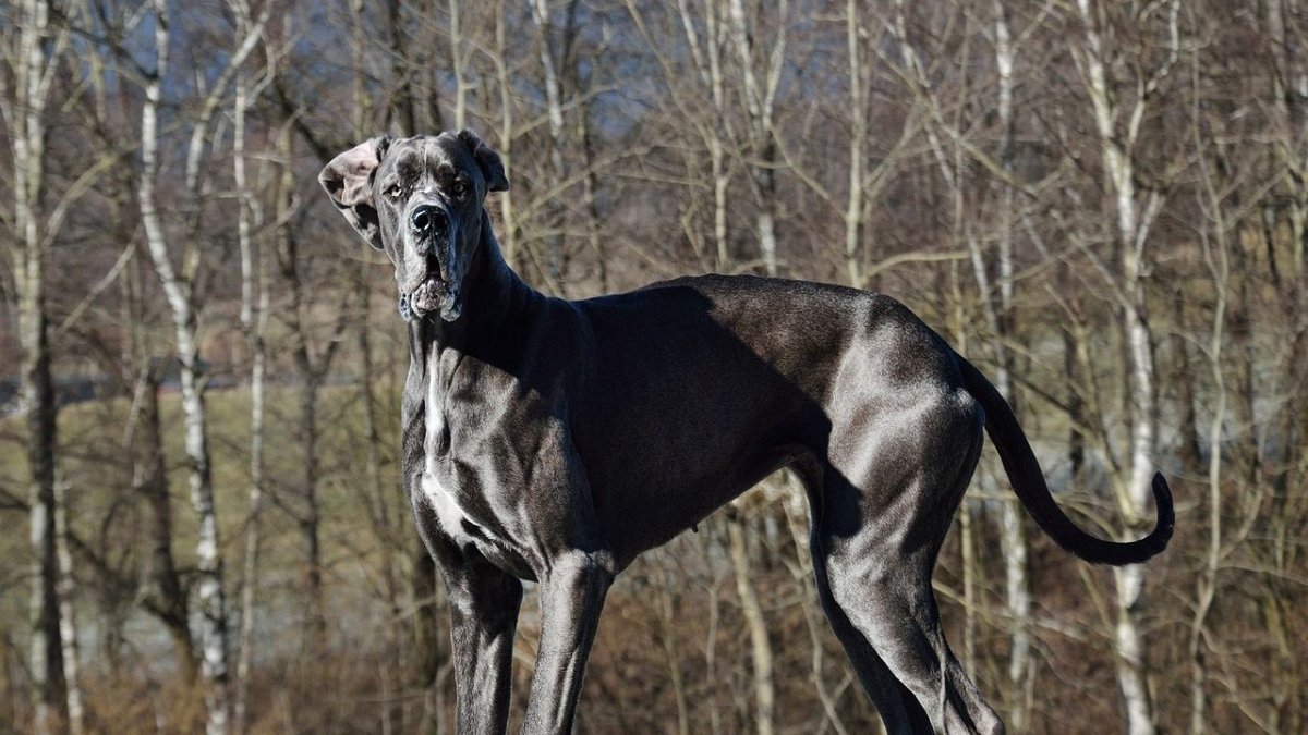 Аполлон собака