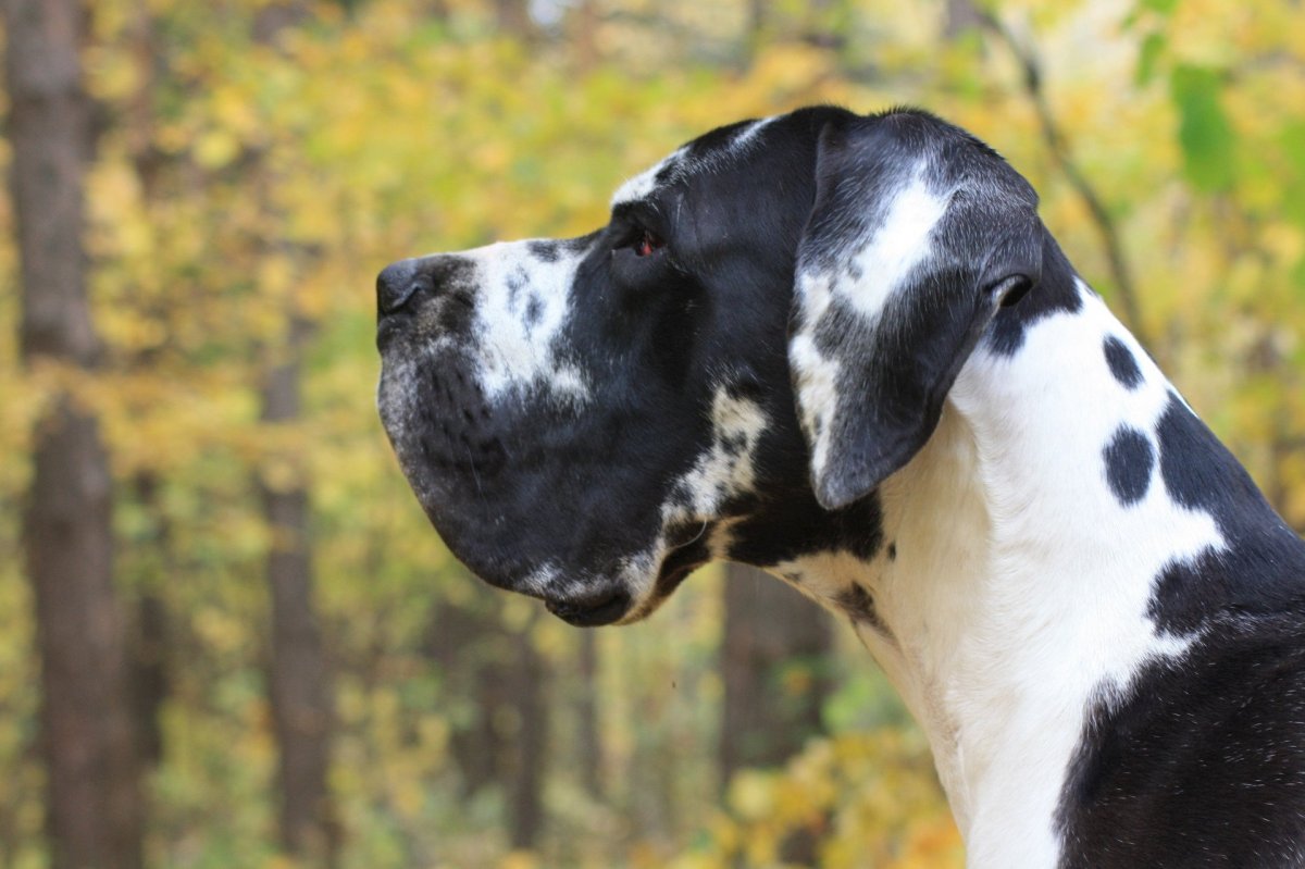 Королевский дог