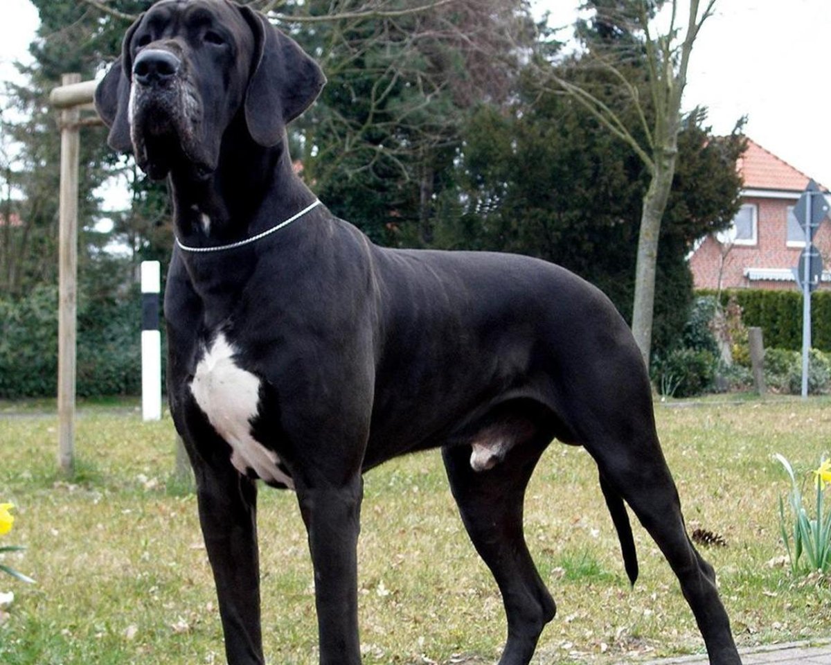 Немецкий дог / great Dane (235) г