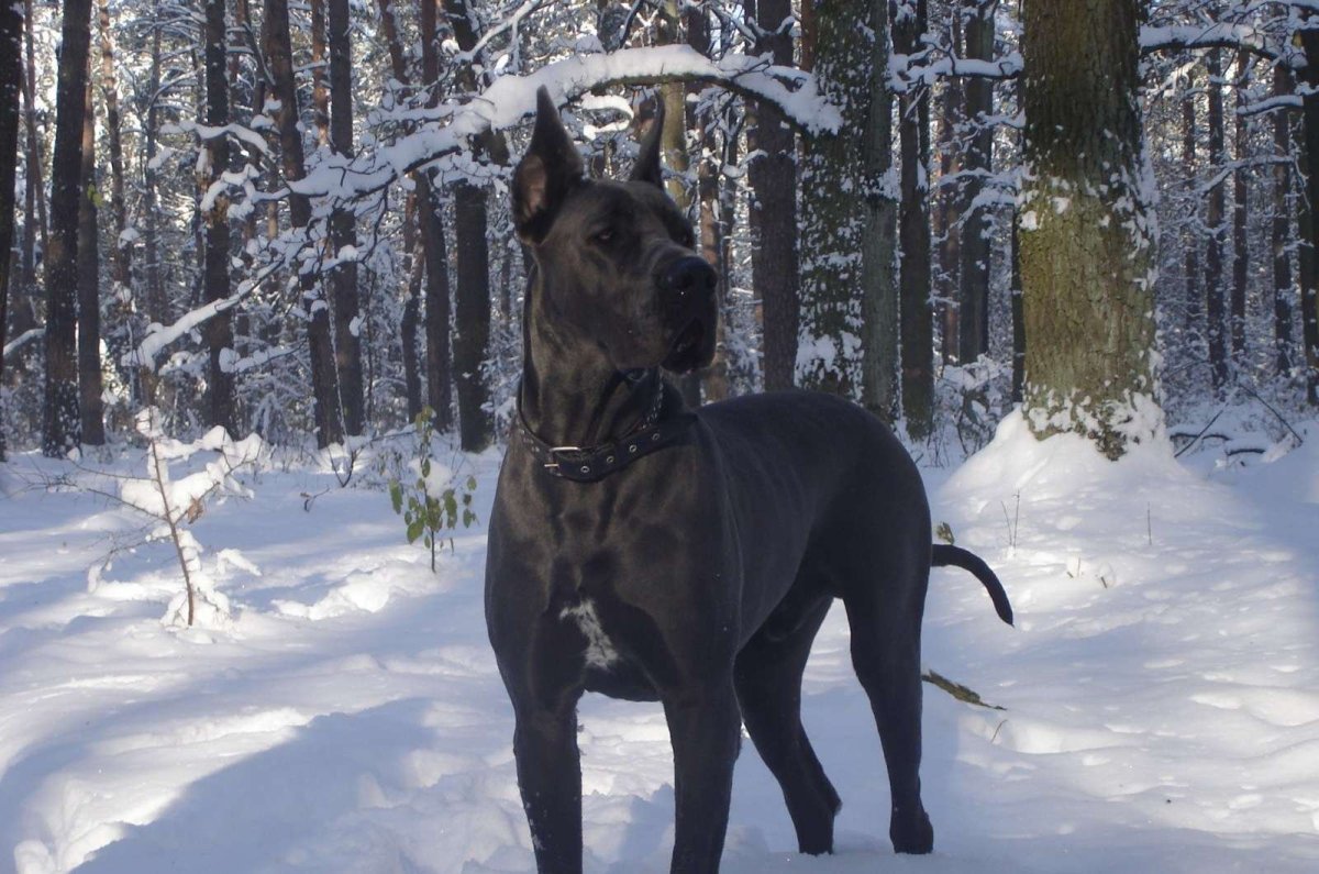 Порода собак Королевский дог
