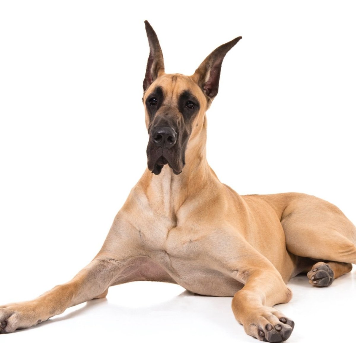 Немецкий дог коричневый