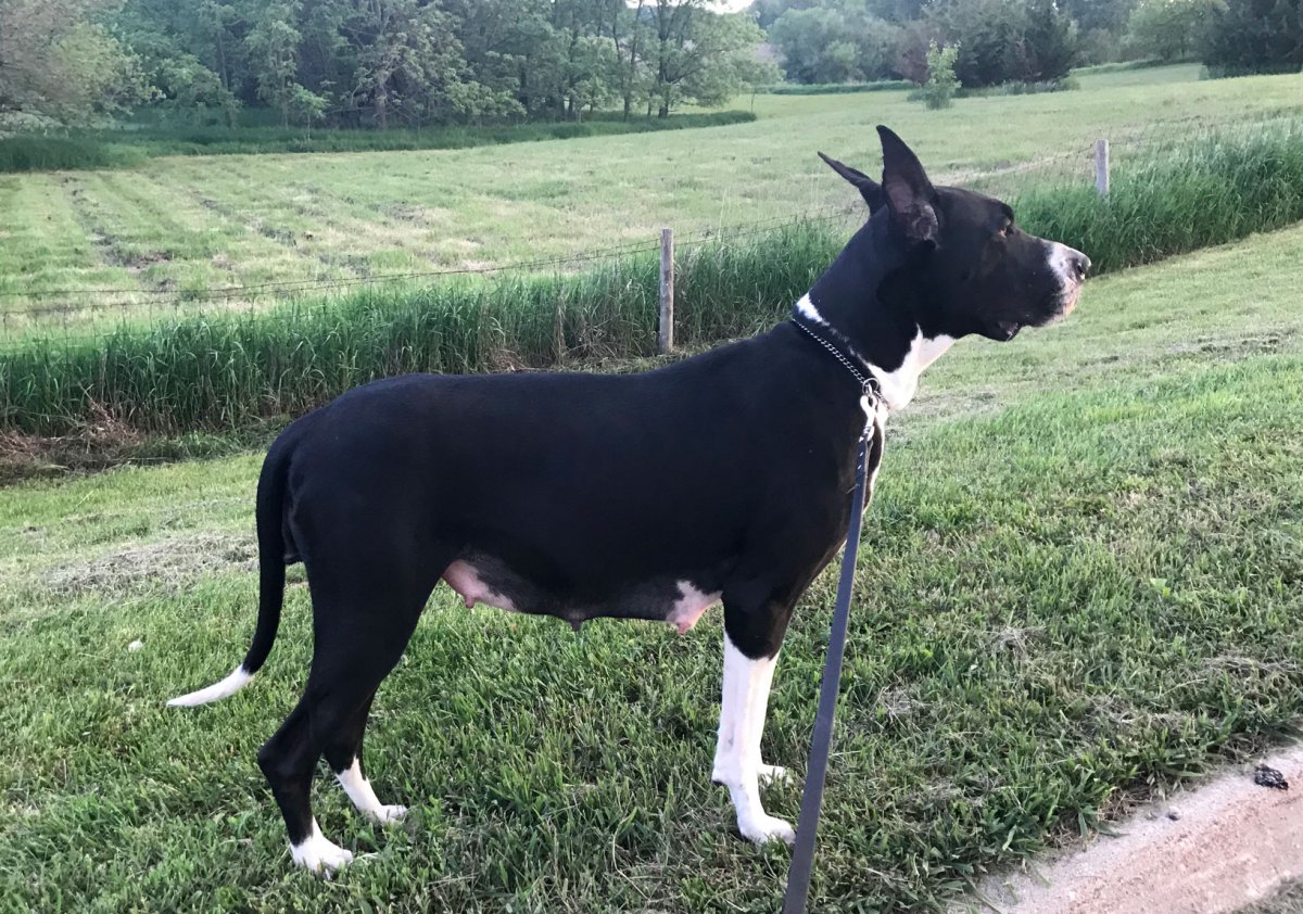 Фото беременного немецкого дога