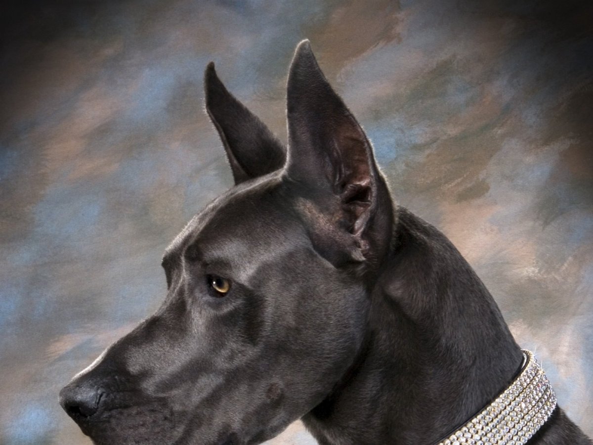 Немецкий дог морда