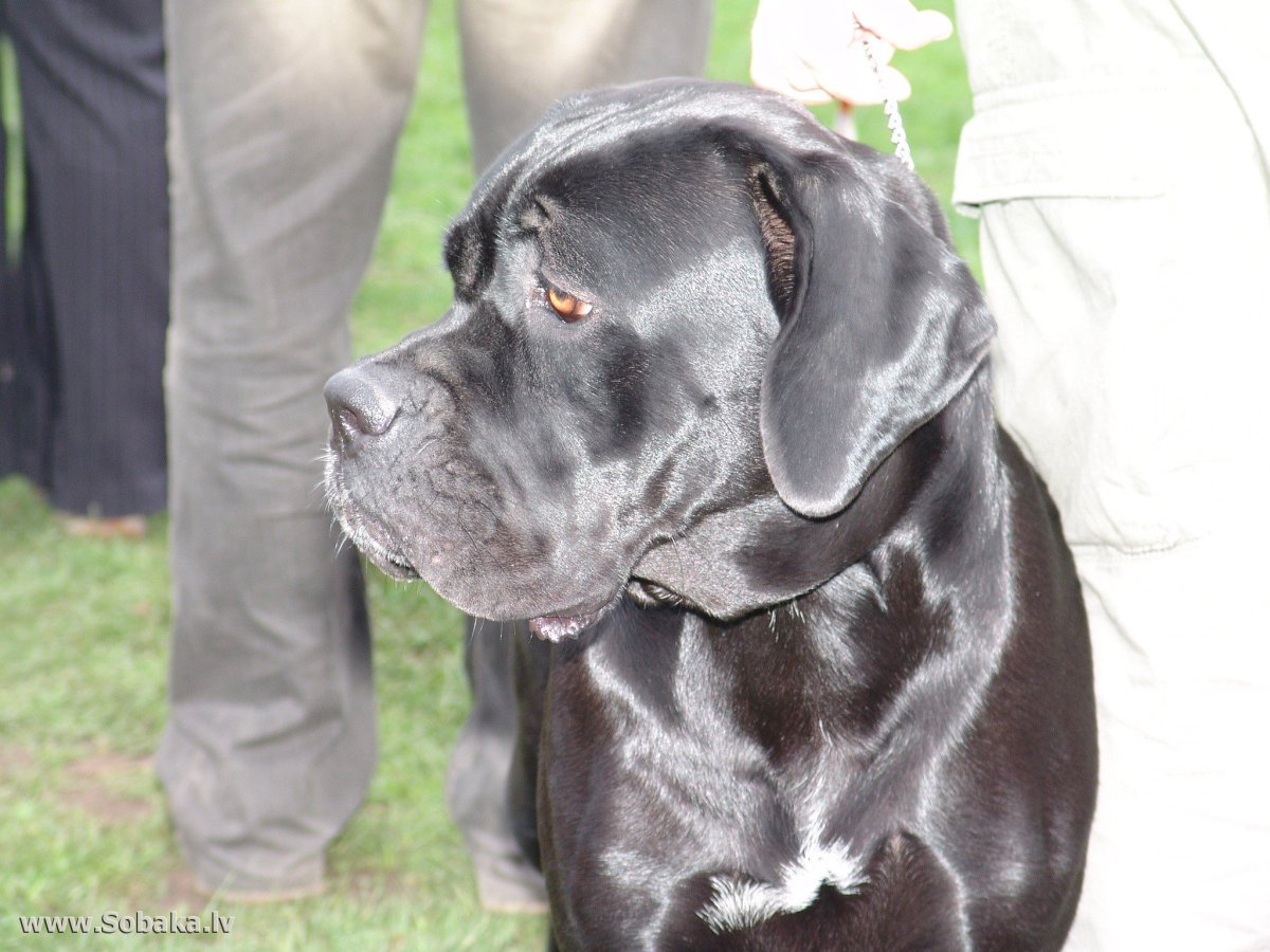 Кане Корсо с висячими ушами