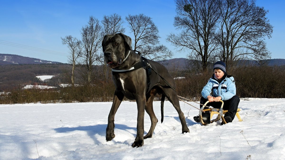 Немецкий дог зимой