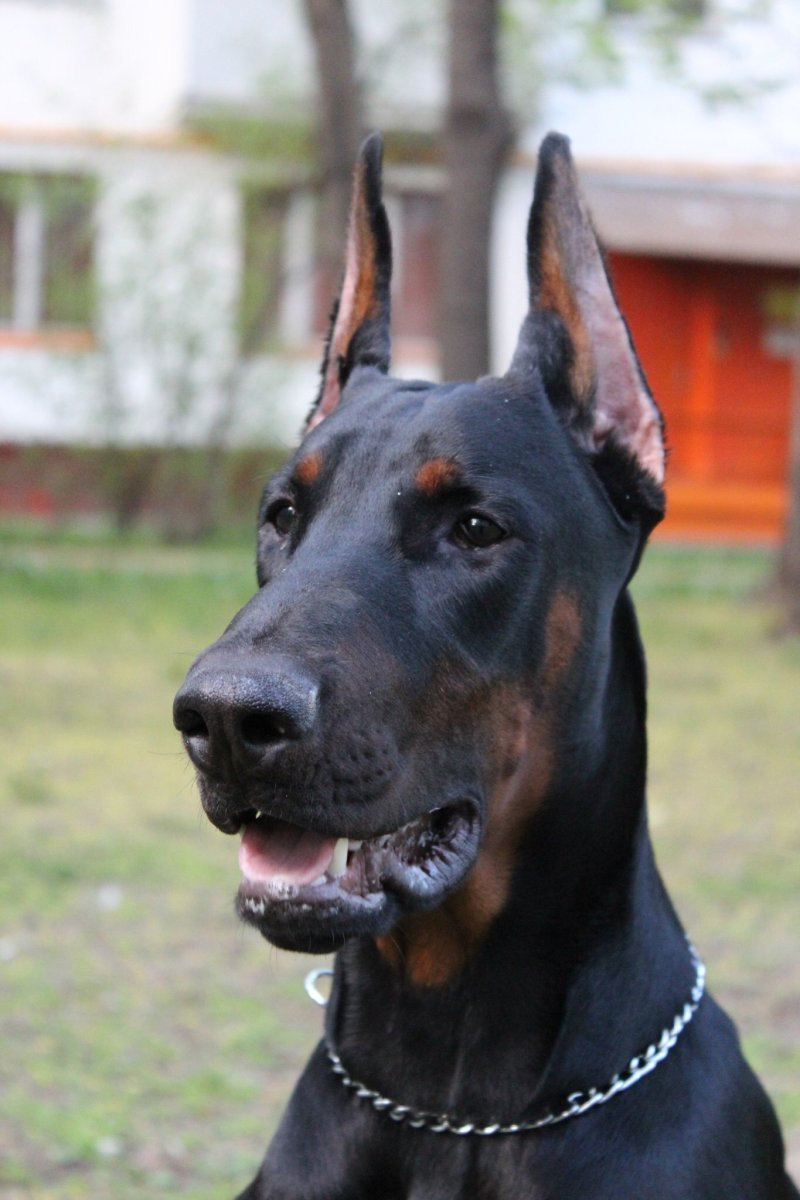 Немецкий дог купированный
