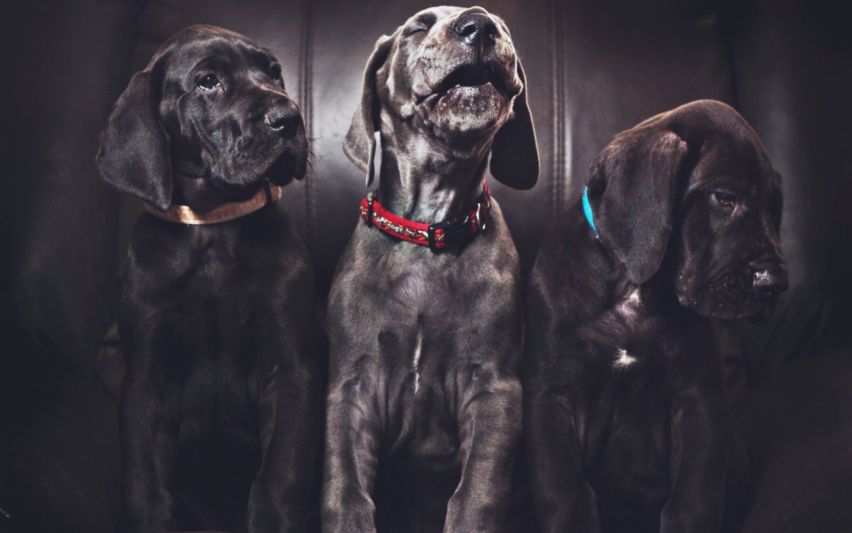 Немецкий дог щенок