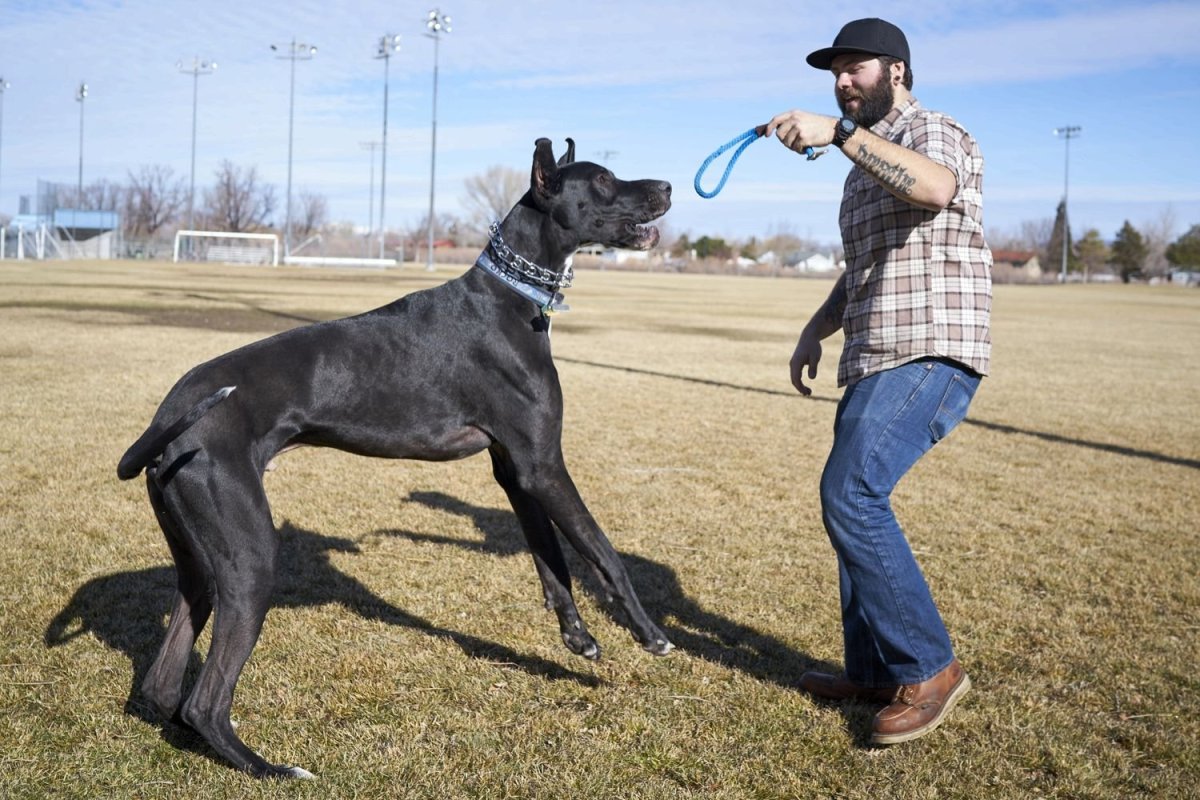 Королевский дог Зевс