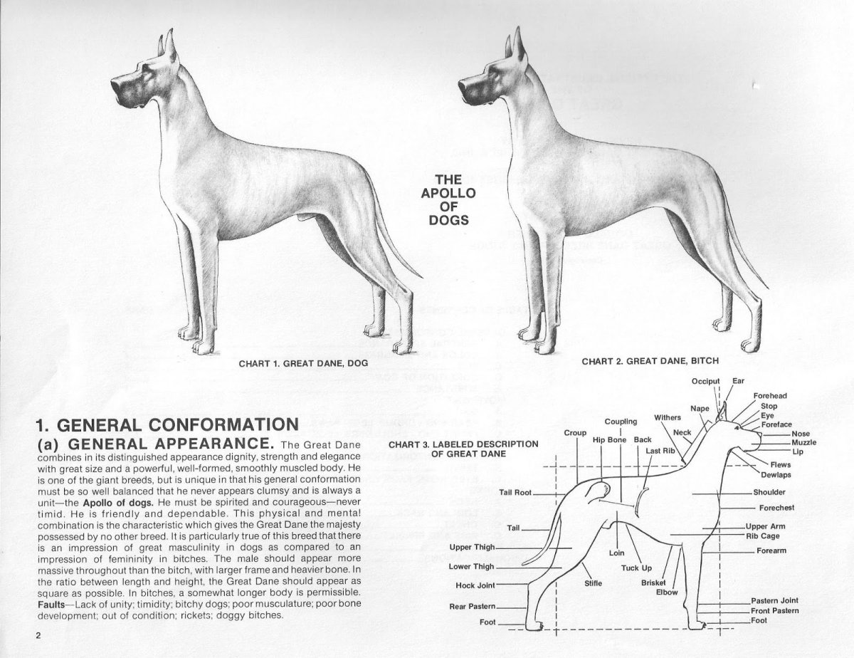 Немецкий дог стандарт породы РКФ