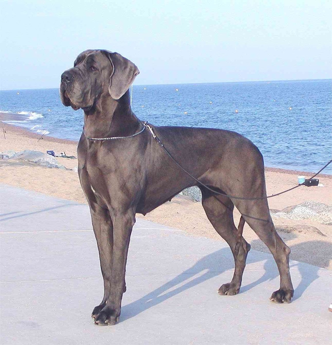 Голубой Королевский дог