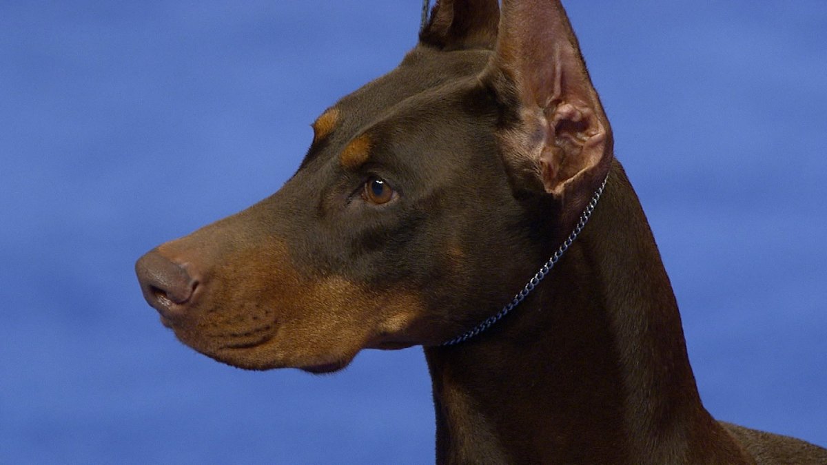 Доберман шоколадный