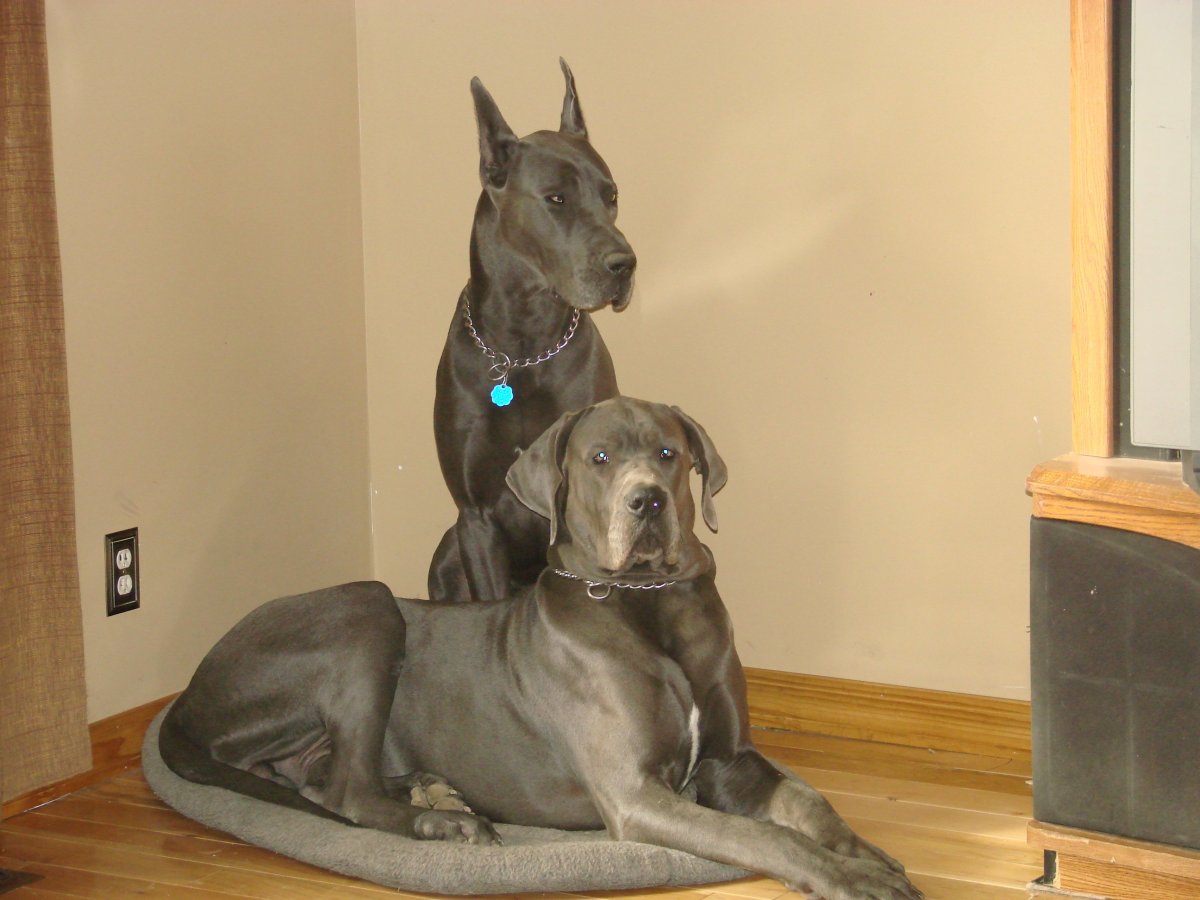 Немецкий дог AKC