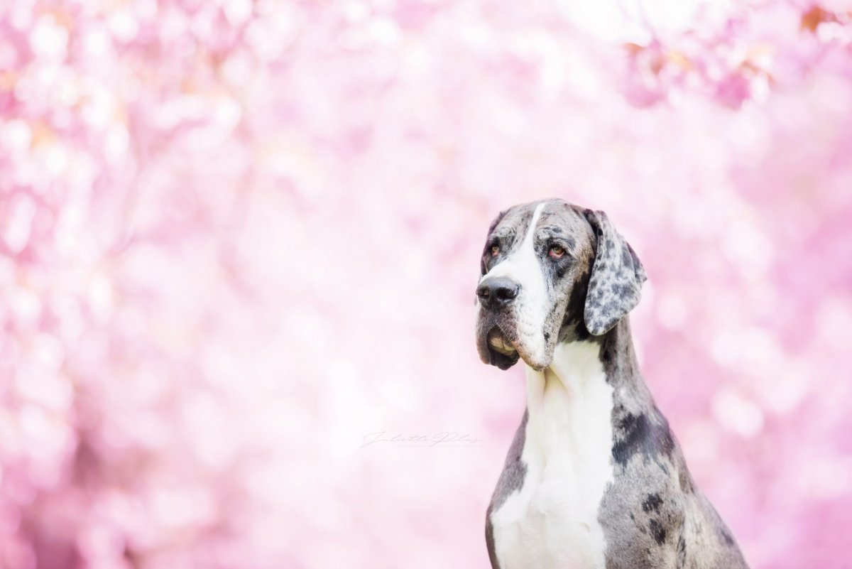 Немецкий дог обои