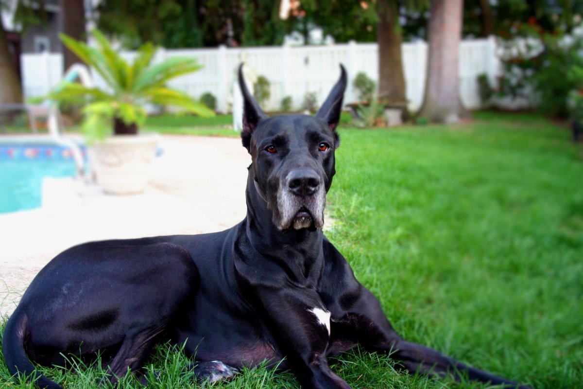 Дог Королевский чистокровный