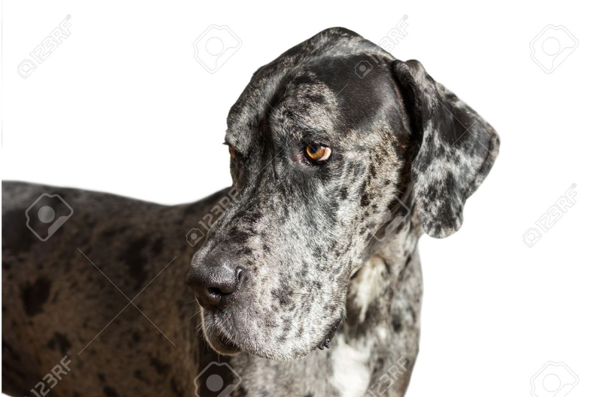 Щенок дога серый в пятна