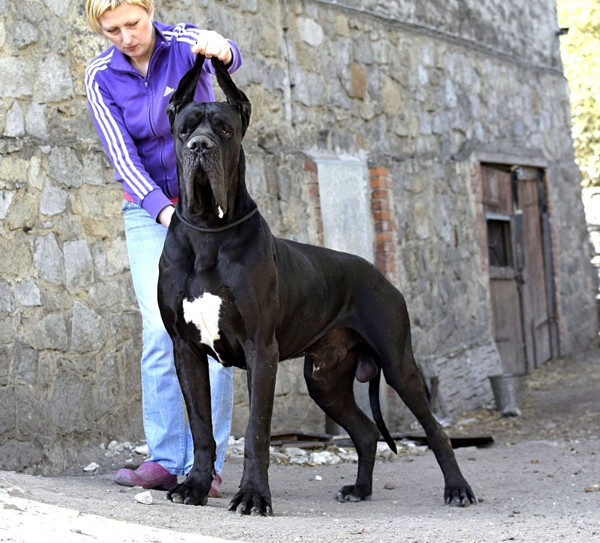Королевский дог и немецкий дог