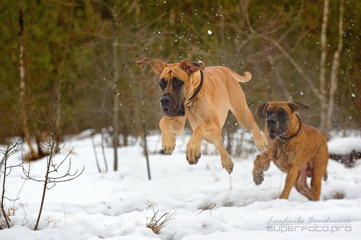 Адамант дог