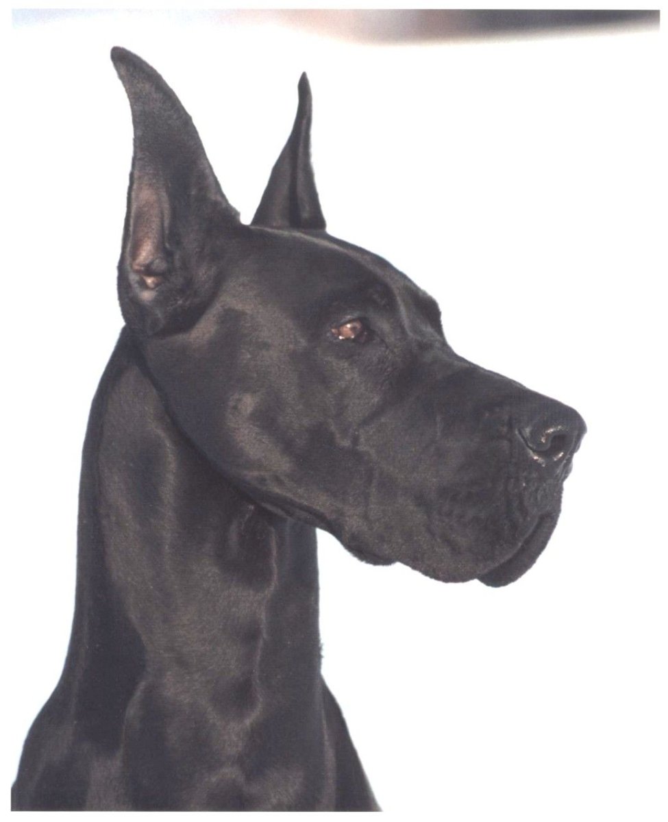 Доберман Dane