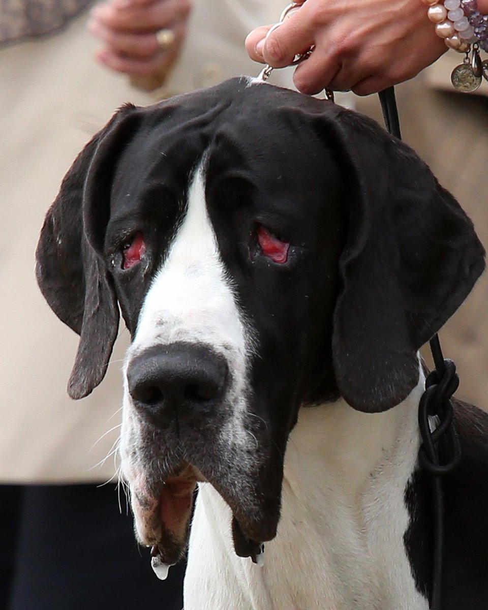 Королевский немецкий дог злой